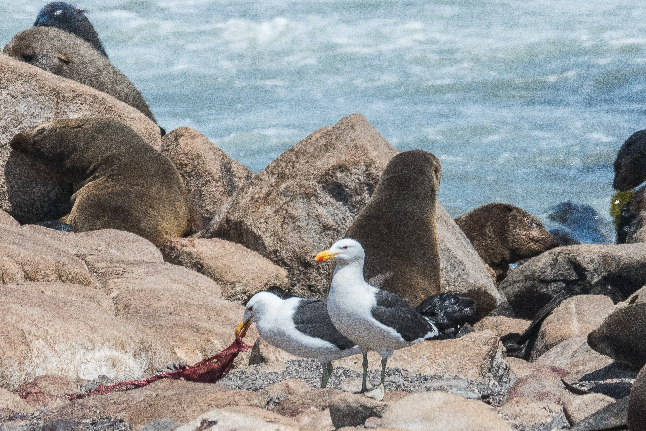 Goéland Dominicain (Kelp gull, Larus dominicanus) consommant un placenta et des membranes fraichement émis par une Otarie à fourrure, Möwe Bay, Namibie.